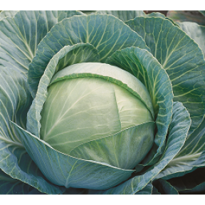 Капуста Кілагерб F1, Syngenta