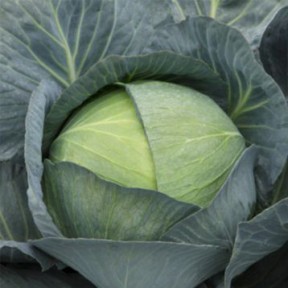 Капуста Саксесор F1, Syngenta