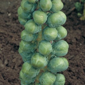 Капуста брюссельська Абакус F1, Syngenta