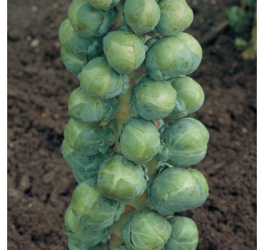 Капуста брюссельська Абакус F1, Syngenta