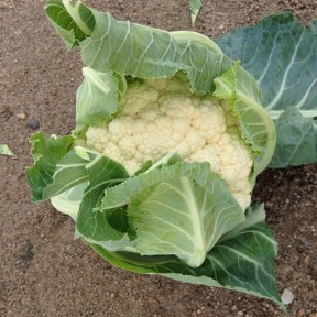 Капуста цвітна Гохан F1, Syngenta