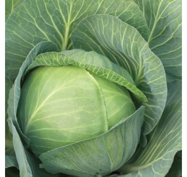 Капуста Зенон F1, Syngenta