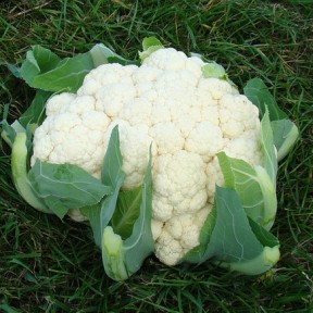 Капуста цвітна Кабрал F1, Syngenta