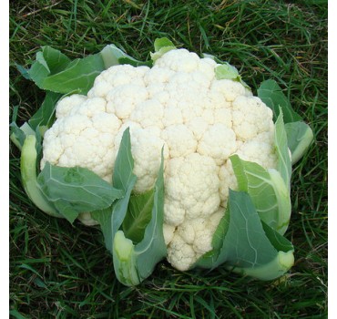 Капуста цвітна Кабрал F1, Syngenta