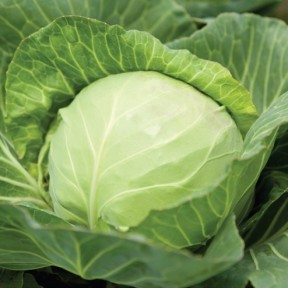 Капуста Кевін F1, Syngenta