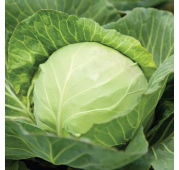 Капуста Кевін F1, Syngenta