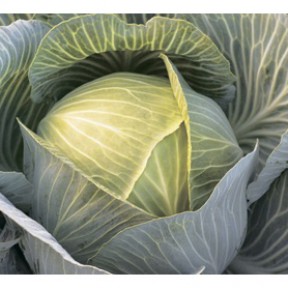 Капуста Кіластор F1, Syngenta