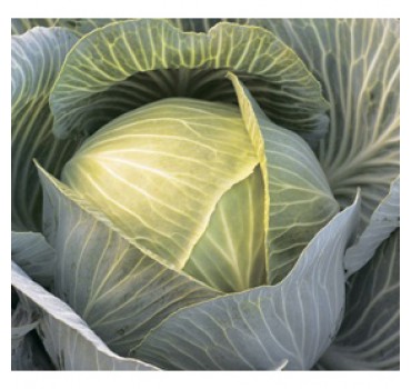 Капуста Кіластор F1, Syngenta