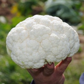 Капуста цвітна Клаптон F1, Syngenta Капуста цвітна Клаптон F1, Syngenta