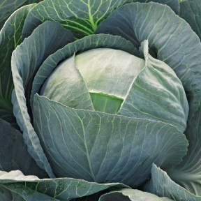 Капуста Лексікон F1, Syngenta