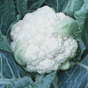 Капуста цвітна Лєкану F1, Syngenta Капуста цвітна Лєкану F1, Syngenta