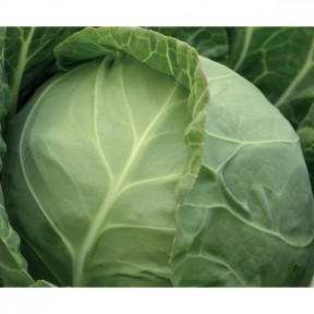 Капуста Міррор F1, Syngenta