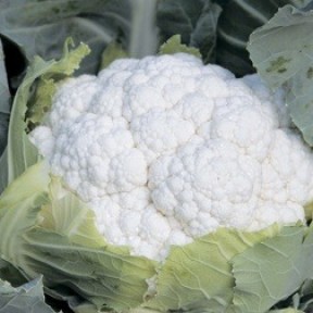 Капуста цвітна Соліс Стар F1, Syngenta Капуста цвітна Соліс Стар F1, Syngenta