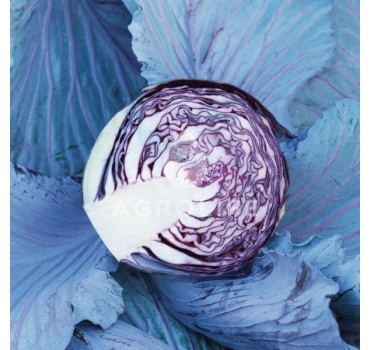 Капуста червоноголова Реск"ю F1, Syngenta