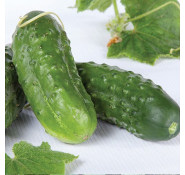 Огірок Октопус F1, Syngenta