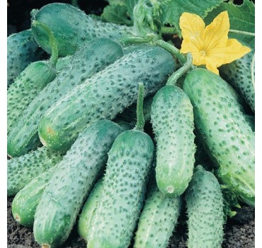 Огірок Пасамонте F1, Syngenta