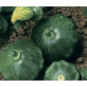 Патисон Старшип F1, Syngenta