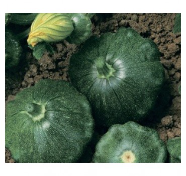 Патисон Старшип F1, Syngenta