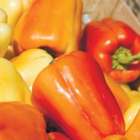 Перець Барбі F1, Syngenta