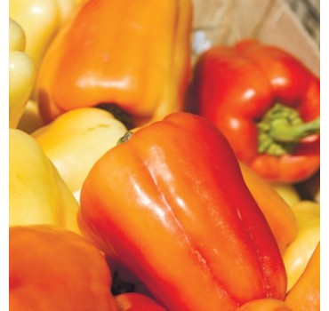 Перець Барбі F1, Syngenta