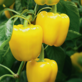 Перець Люмос F1, Syngenta