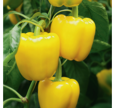 Перець Люмос F1, Syngenta