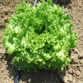 Салат Фанлі F1, Syngenta