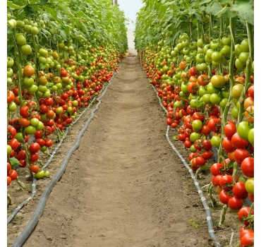 Томат Барібін F1, Syngenta