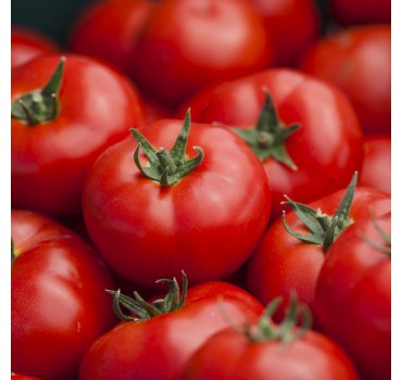 Томат Бодерін F1, Syngenta