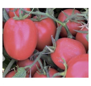 Томат Міцено F1, Syngenta