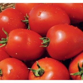 Томат Наміб F1, Syngenta