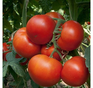 Томат Панекра F1, Syngenta