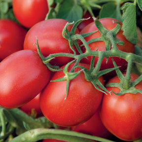 Томат Суомі F1, Syngenta