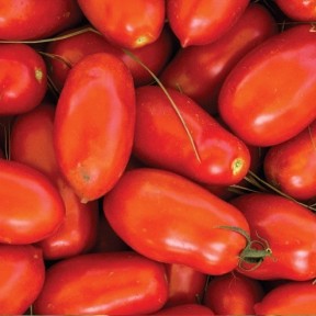 Томат Уліссе F1, Syngenta