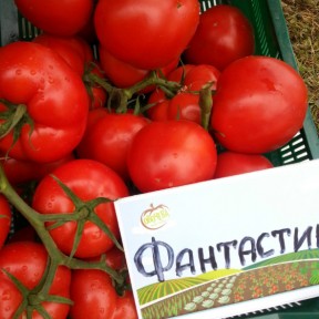 Томат Фантастіна F1, Syngenta