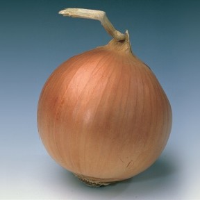 Цибуля Банко, Syngenta