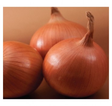 Цибуля Боско F1, Syngenta