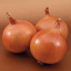 Цибуля Братко F1, Syngenta