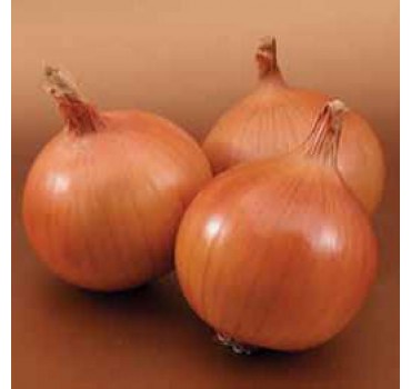 Цибуля Братко F1, Syngenta