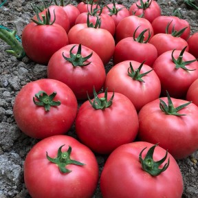 Томат Сім-Cім (EZ 777) F1, LibraSeeds (Erste Zaden)