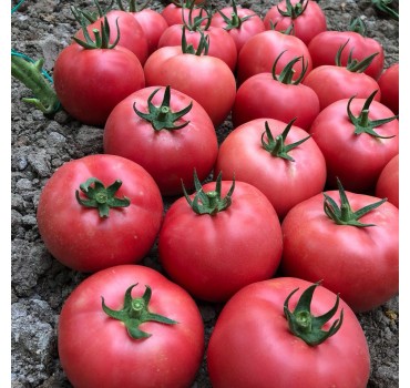 Томат Сім-Cім (EZ 777) F1, LibraSeeds (Erste Zaden)