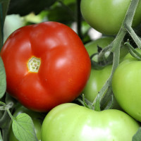 Томат Соренто F1, LibraSeeds (Erste Zaden)