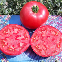 Томат Альма EZ 2104 F1, LibraSeeds (Erste Zaden)