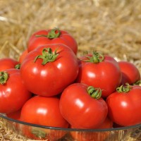 Томат Світ Муссон F1, LibraSeeds (Erste Zaden)