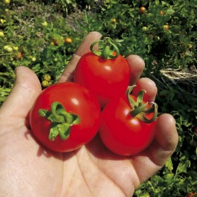 Томат Кентавр F1, LibraSeeds (Erste Zaden)