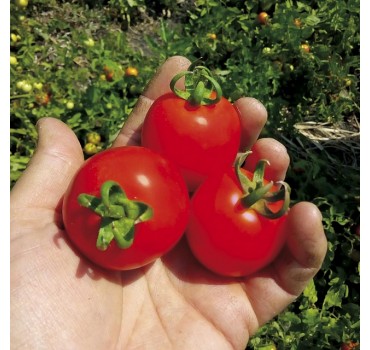 Томат Кентавр F1, LibraSeeds (Erste Zaden)