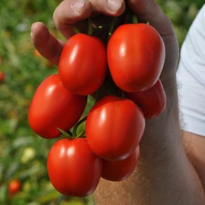 Томат Мегрез (EZ 1418) F1, LibraSeeds (Erste Zaden)