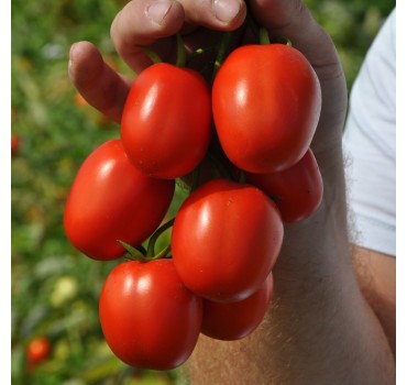 Томат Мегрез (EZ 1418) F1, LibraSeeds (Erste Zaden)