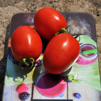 Томат Салерно (EZ 17016) F1, LibraSeeds (Erste Zaden)