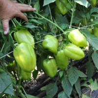 Перець Троян F1, LibraSeeds (Erste Zaden)